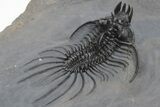 Spiny Quadrops Trilobite - Top Quality Specimen #210273-5